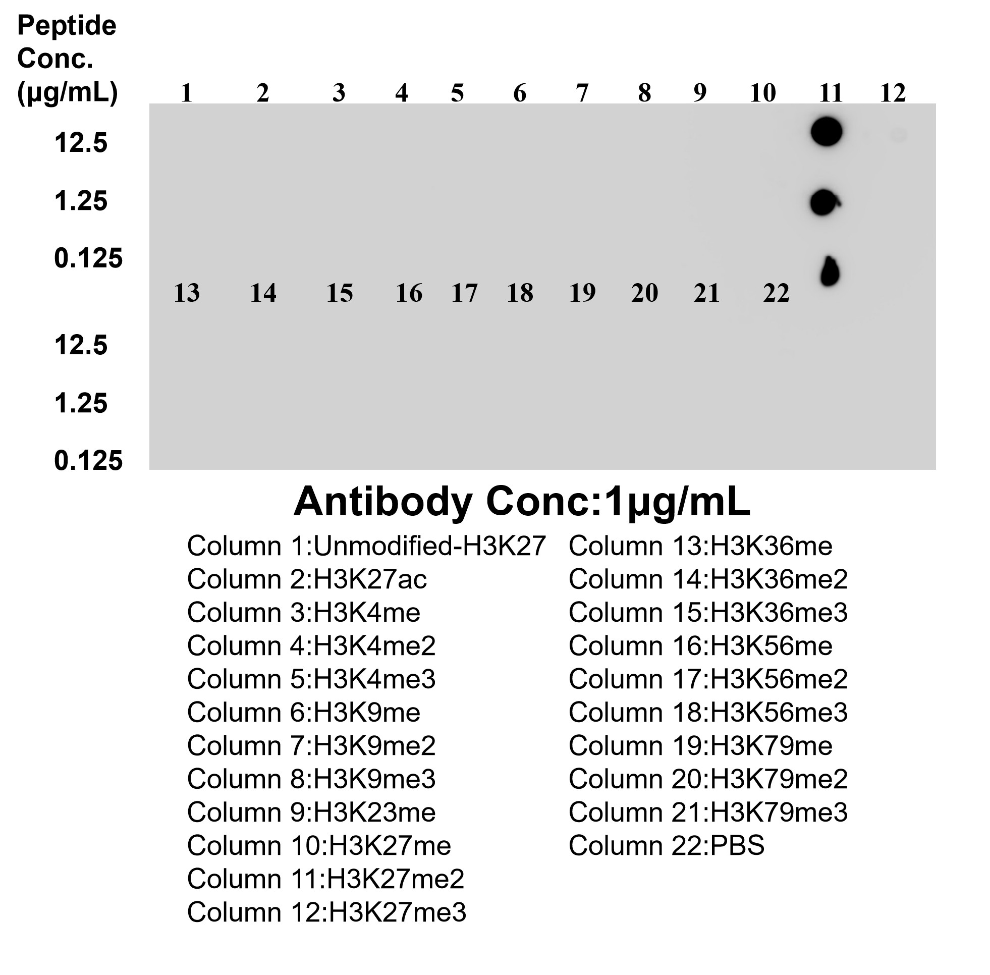 Dot blot analysis was used to confirm the specificity of <a class='green' href='/productredirect?CatalogNo=86890-2-RR' target='_blank'>86890-2-RR</a> Di-Methyl-Histone H3 (Lys27) antibody. peptides were spotted onto NC and probed with antibody at 1 µg/ml.The amount of peptide (μg/mL) spotted is indicated next to each row. This data was developed using the same antibody clone with 86890-2-PBS in a different storage buffer formulation. Dot Blot experiment of / using 86890-2-RR (same clone as 86890-2-PBS)